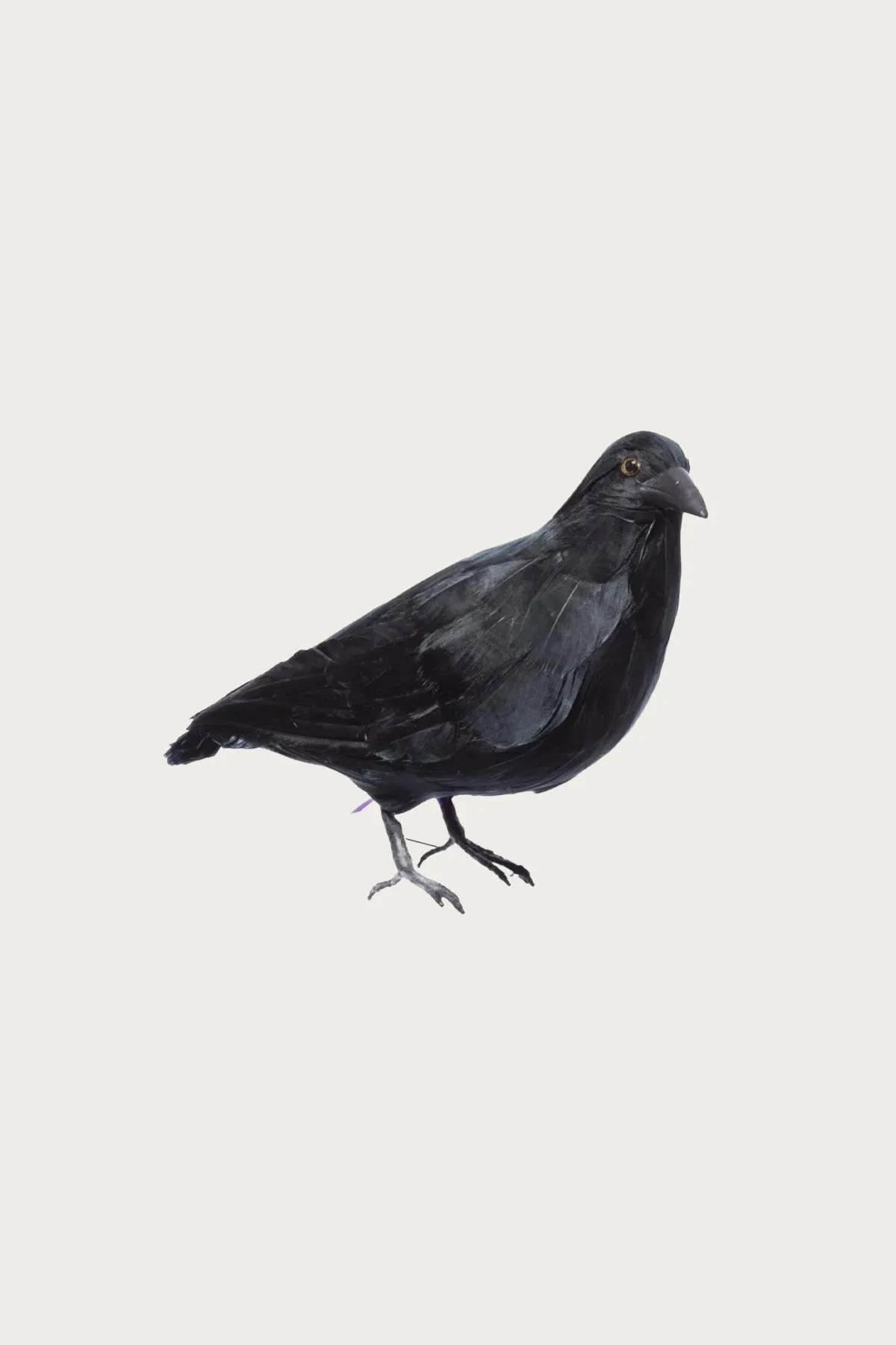 Crow 2 (Large)