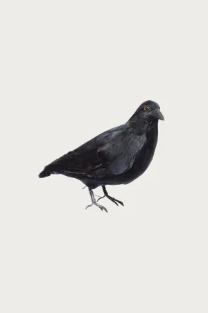 Crow 2 (Large)